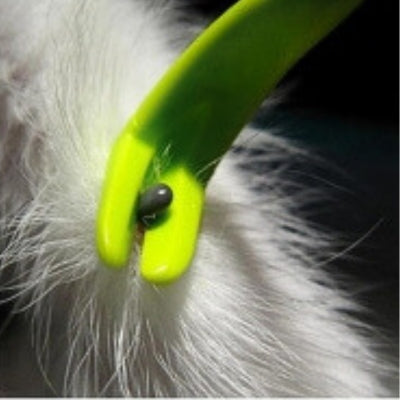 pince-a-tique-pour-chien-en-promenade