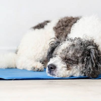 tapis-rafraichissant-chien-calmant