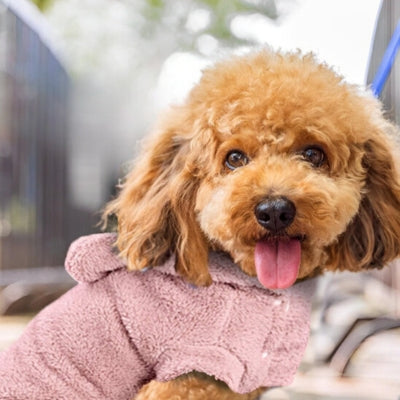 VETEMENT POUR CHIEN AVEC CAPUCHE