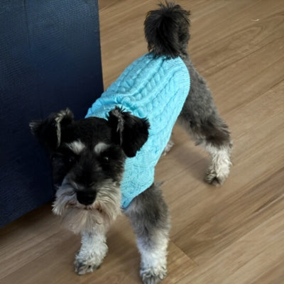 vetement-pour-chien-laine-bleu
